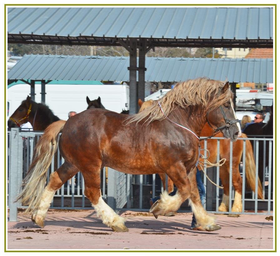 Italian Heavy Draft Horse